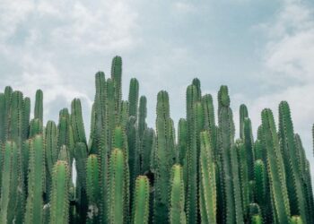 San Pedro Cactus: A Beginner’s Guide to Cultivation and Finding San Pedro Cactus for Sale