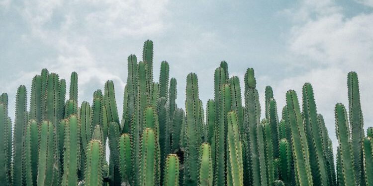 San Pedro Cactus: A Beginner’s Guide to Cultivation and Finding San Pedro Cactus for Sale