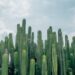 San Pedro Cactus: A Beginner’s Guide to Cultivation and Finding San Pedro Cactus for Sale