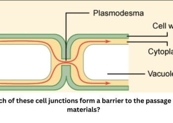 which of these cell junctions form a barrier to the passage of materials?