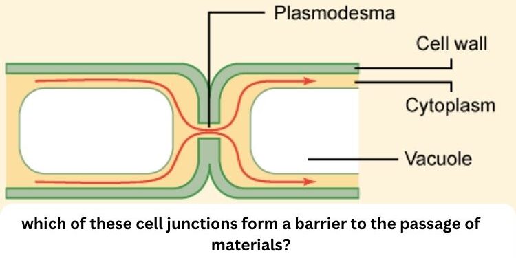 which of these cell junctions form a barrier to the passage of materials?