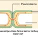 which of these cell junctions form a barrier to the passage of materials?