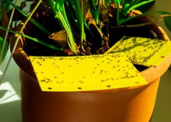 How to Make Effective Sticky Traps for Bugs? Expert Opinion