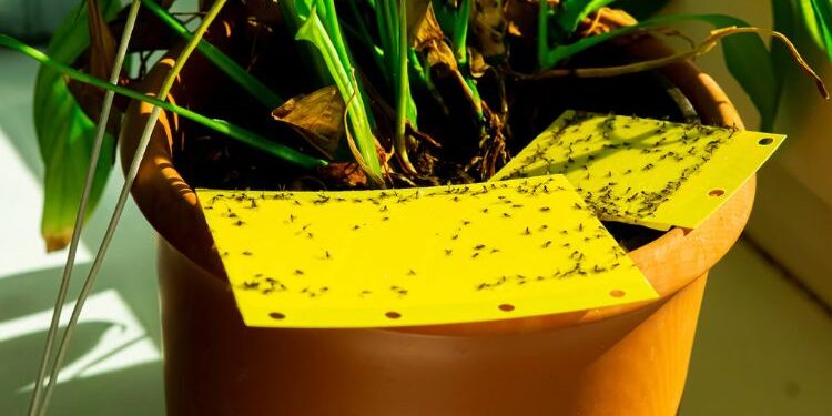 How to Make Effective Sticky Traps for Bugs? Expert Opinion
