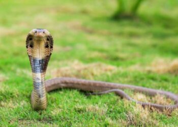 A Guide For Enthusiasts Cobra Snakes For Buying