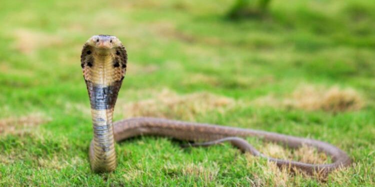 A Guide For Enthusiasts Cobra Snakes For Buying