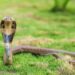 A Guide For Enthusiasts Cobra Snakes For Buying