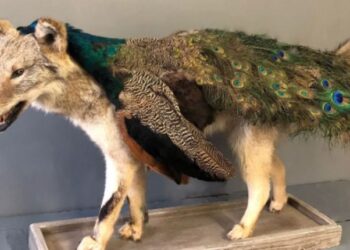Taxidermy